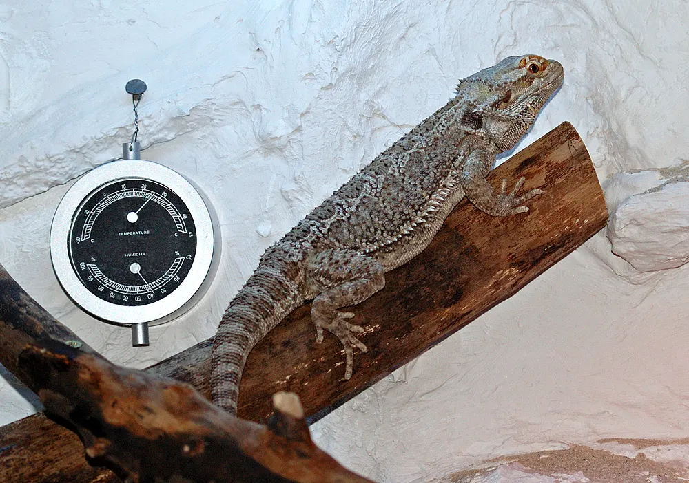 A bearded dragon and a leopard gecko together in a terrarium, the two species this checklist is built around