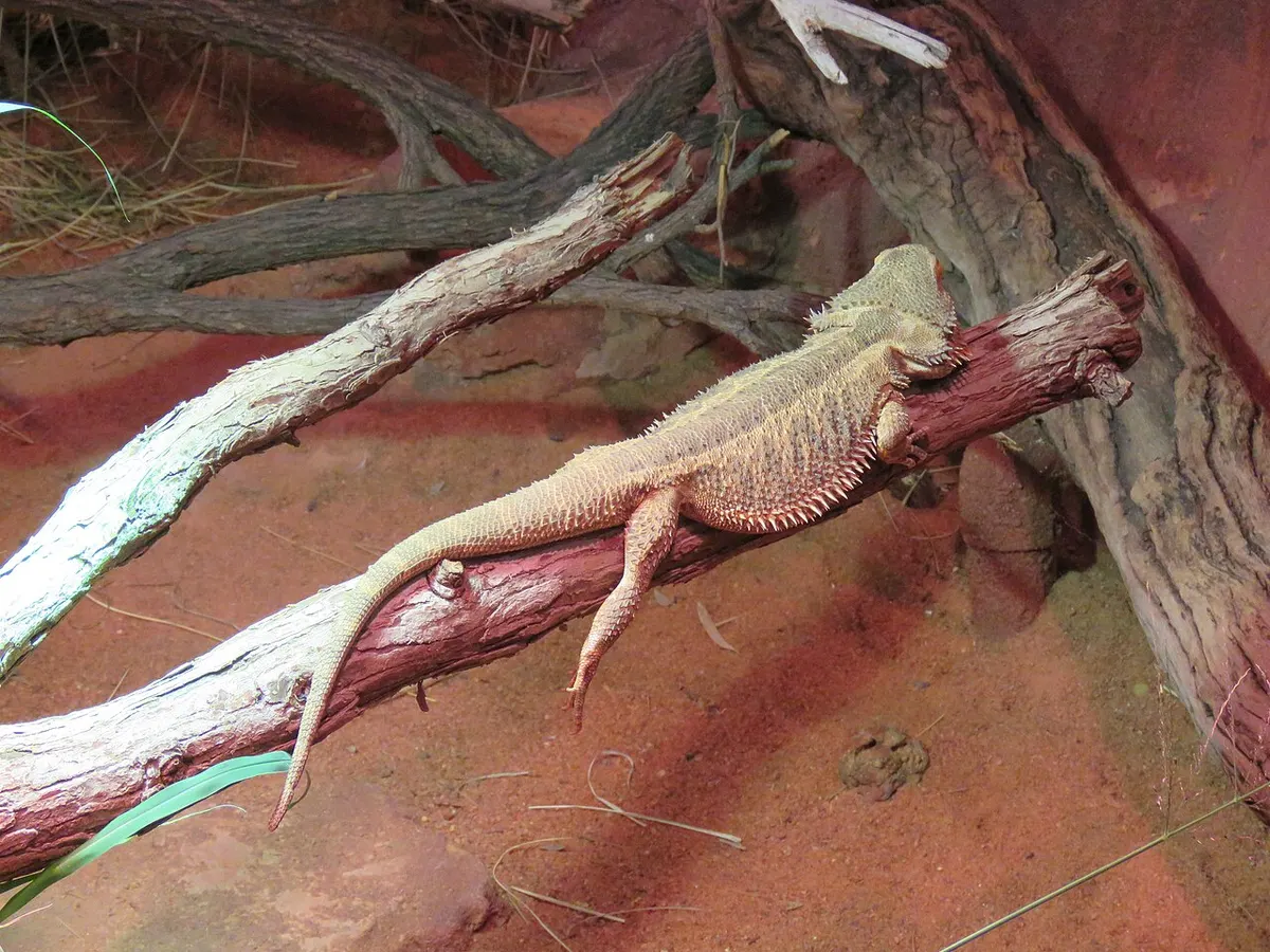 Close-up of a bearded dragon's face and eye, the kind of alert expression you want to see even when appetite drops
